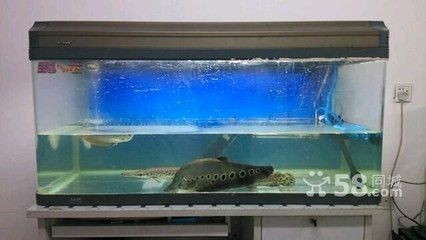 一米魚缸養魚用伊罕600：一米魚缸適合養哪些魚種