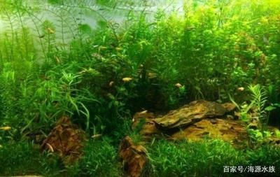 適合種在魚(yú)缸的植物：適合在魚(yú)缸里養(yǎng)的植物及其特點(diǎn)，魚(yú)缸植物選擇注意事項(xiàng)