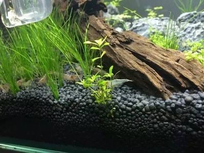 適合種在魚(yú)缸的植物：適合在魚(yú)缸里養(yǎng)的植物及其特點(diǎn)，魚(yú)缸植物選擇注意事項(xiàng)