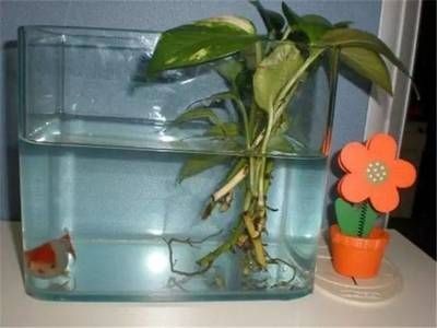 適合種在魚(yú)缸的植物：適合在魚(yú)缸里養(yǎng)的植物及其特點(diǎn)，魚(yú)缸植物選擇注意事項(xiàng)
