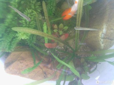 適合種在魚(yú)缸的植物：適合在魚(yú)缸里養(yǎng)的植物及其特點(diǎn)，魚(yú)缸植物選擇注意事項(xiàng)