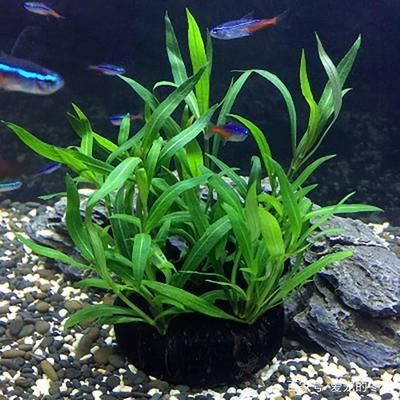 適合種在魚(yú)缸的植物：適合在魚(yú)缸里養(yǎng)的植物及其特點(diǎn)，魚(yú)缸植物選擇注意事項(xiàng)