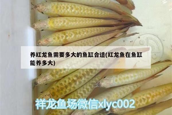 頂級紅龍魚品牌有哪些牌子的魚缸好用：十大頂級紅龍魚品牌排行榜