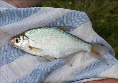 淡水魚(yú)魚(yú)缸的溫度控制：淡水魚(yú)魚(yú)缸水溫控制