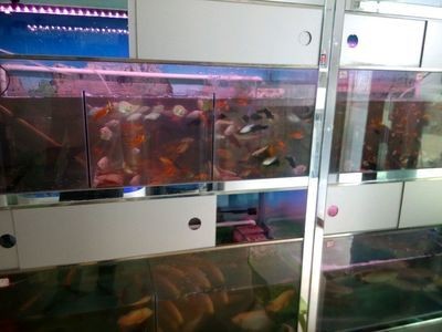 龍魚魚缸最小尺寸