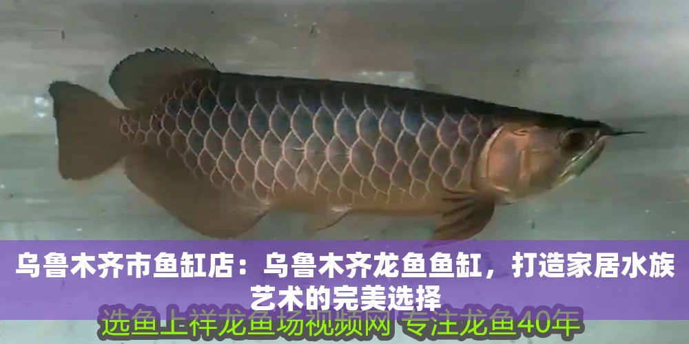 烏魯木齊市魚缸店：烏魯木齊龍魚魚缸，打造家居水族藝術的完美選擇