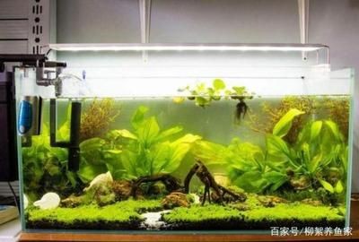 魚缸清潔周期規劃制定合理的魚缸清潔周期是合理的關鍵：底濾魚缸消毒方法