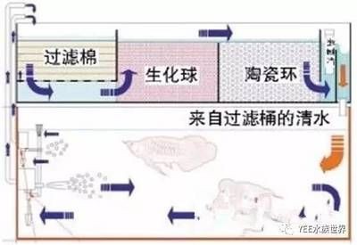 魚缸清潔周期規劃制定合理的魚缸清潔周期是合理的關鍵：底濾魚缸消毒方法