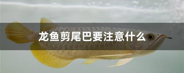 龍魚的飼養方法：關于龍魚傷口護理的一些建議