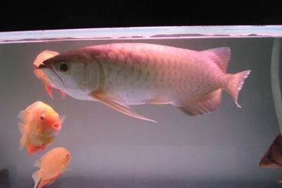 印尼紅龍魚生長速度（印尼紅龍魚的生長速度受到多種因素影響）
