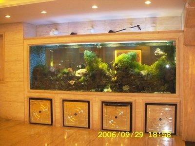 如何在呼和浩特市尋找一個既便宜實惠又好用的魚缸：呼和浩特花鳥魚蟲市場diy魚缸水質管理技巧和技巧