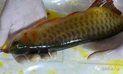 龍魚身上有粘液和氣泡：龍魚身上出現粘液和氣泡怎么辦