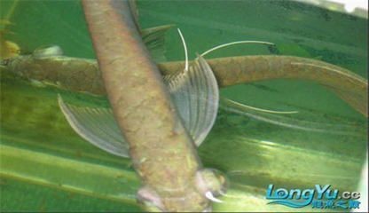 龍魚身上有粘液和氣泡：龍魚身上出現粘液和氣泡怎么辦
