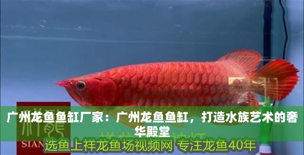 廣州龍魚魚缸廠家：廣州龍魚魚缸，打造水族藝術的奢華殿堂