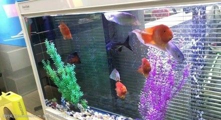 選擇魚(yú)缸位置對(duì)家居風(fēng)水有著重要影響的幾個(gè)禁忌：家居風(fēng)水中魚(yú)缸的選擇