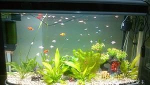 選擇魚(yú)缸位置對(duì)家居風(fēng)水有著重要影響的幾個(gè)禁忌：家居風(fēng)水中魚(yú)缸的選擇