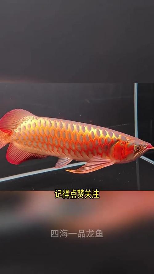 紅龍之眼壁紙高清無水印版