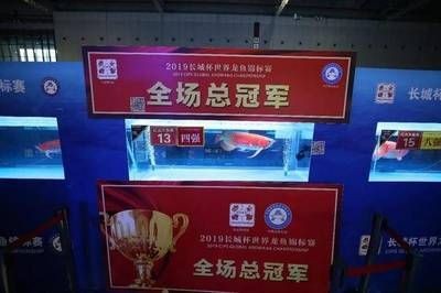 龍魚錦標賽冠軍，世界著名龍魚錦標賽冠軍/展示出色技巧