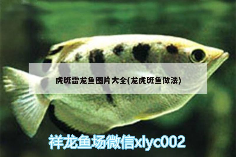 鼓樓區汶娜觀賞魚水族店