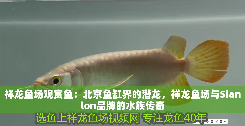 祥龍魚場觀賞魚：北京魚缸界的潛龍，祥龍魚場與Sianlon品牌的水族傳奇
