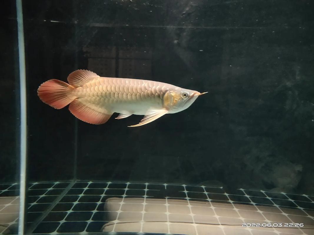 紅龍魚的發(fā)色過程圖解