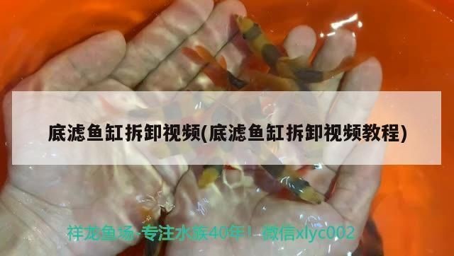 底濾魚缸拆解視頻：底濾魚缸如何拆卸