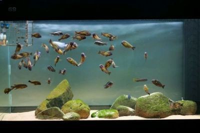 魚缸裝飾的藝術與技巧：蝴蝶鯉魚缸文化的歷史演變魚缸文化的歷史演變魚缸