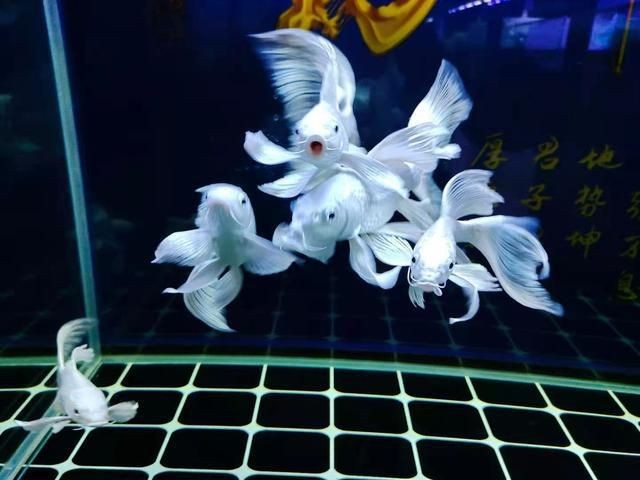 魚缸裝飾的藝術與技巧：蝴蝶鯉魚缸文化的歷史演變魚缸文化的歷史演變魚缸