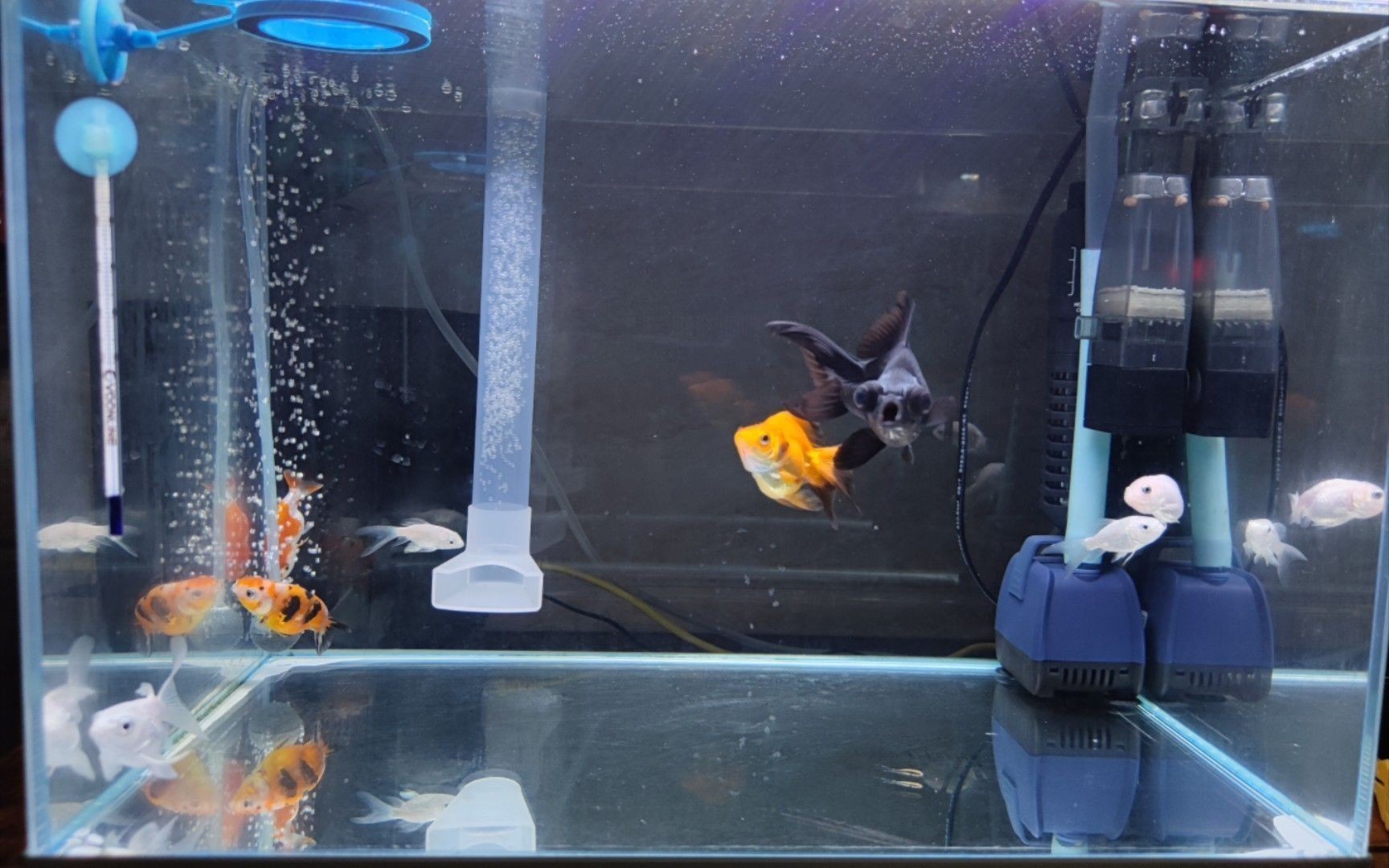 魚缸裝飾的藝術與技巧：蝴蝶鯉魚缸文化的歷史演變魚缸文化的歷史演變魚缸