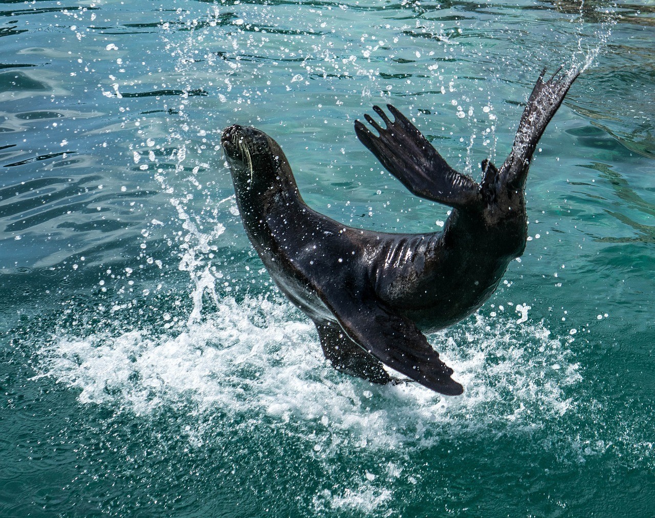 江門新會(huì)區(qū)會(huì)城金源水族店 全國水族館企業(yè)名錄 第1張 江門新會(huì)區(qū)會(huì)城金源水族店 江門新會(huì)區(qū)會(huì)城金源水族店 全國水族館企業(yè)名錄 第1張