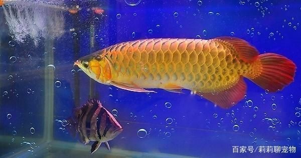 魚缸水泵的作用是什么，如何選擇合適的魚缸水泵