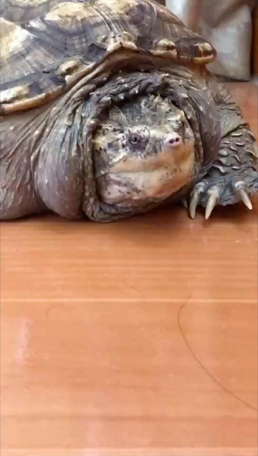 原種擬鱷