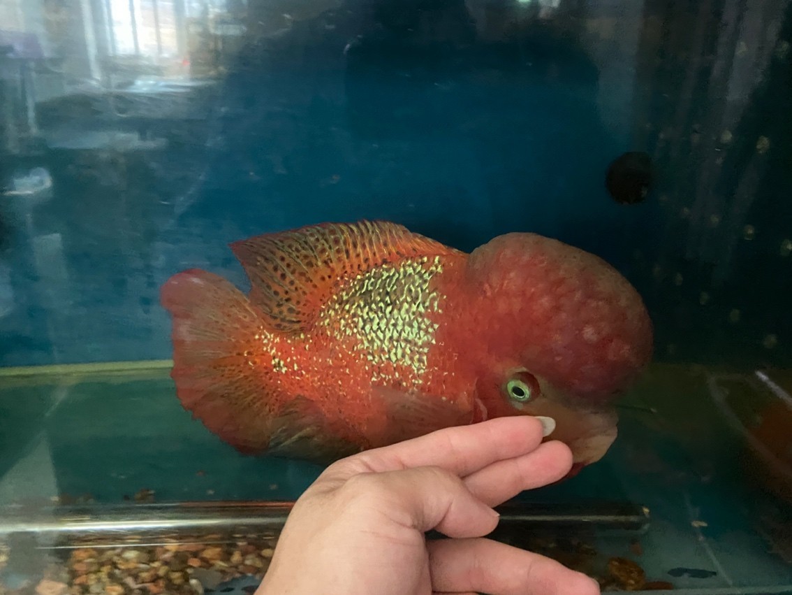 大尾巴泰古公