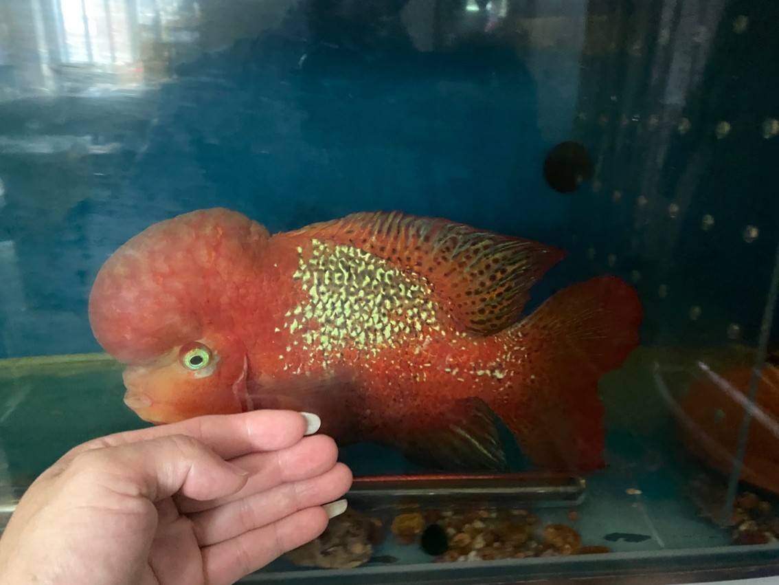 大尾巴泰古公