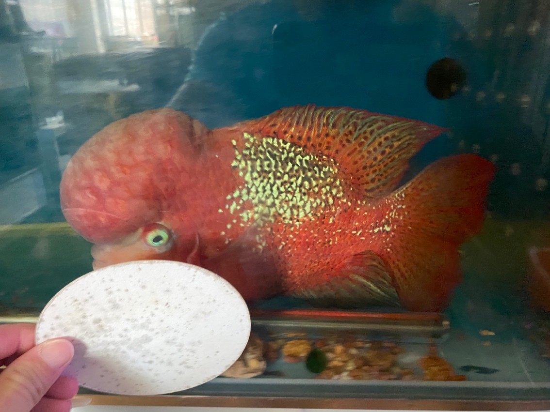 大尾巴泰古公