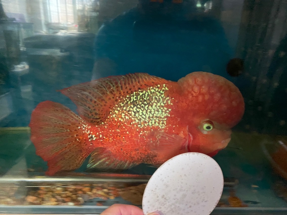 大尾巴泰古公