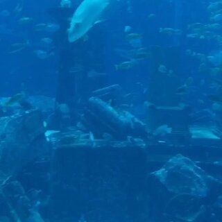 三亞亞特蘭蒂斯的魚(yú)缸是免費(fèi)的水族館，各種海洋動(dòng)物都能看到：三亞亞特蘭蒂斯海底餐廳