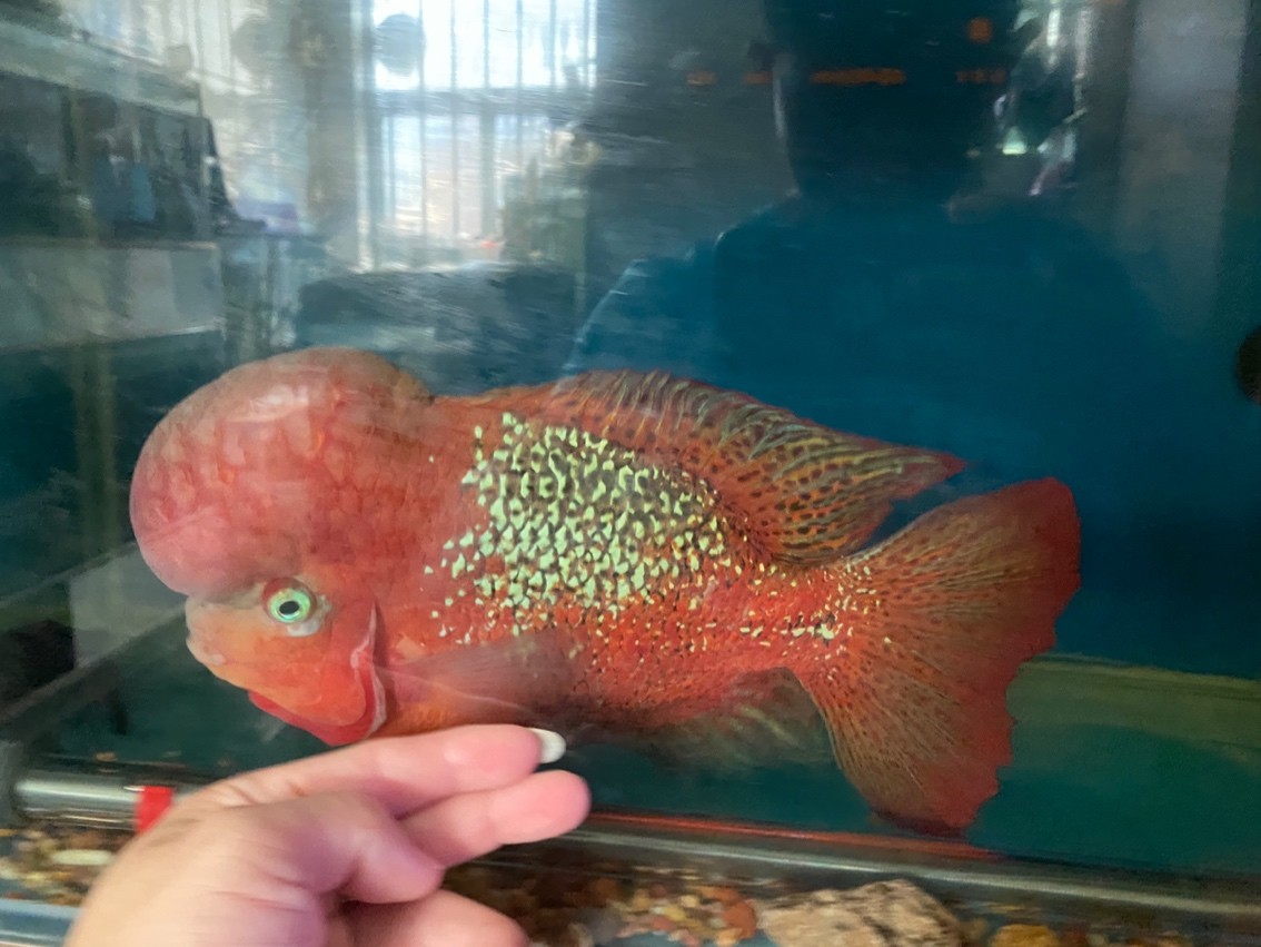 大尾巴泰古公