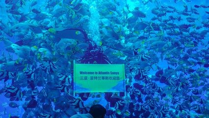 三亞亞特蘭蒂斯的魚(yú)缸是免費(fèi)的水族館，各種海洋動(dòng)物都能看到：三亞亞特蘭蒂斯海底餐廳