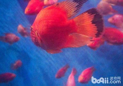 三條龍魚配幾條鸚鵡魚好：三條龍魚的混養配比，三條龍魚配幾條鸚鵡魚好
