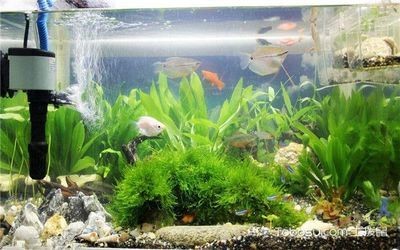 辦公室魚缸擺放的風水講究：辦公室風水布局全解析