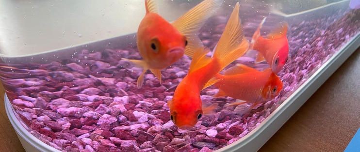 畫法幾何ai智能魚缸過濾系統：ai智能魚缸過濾系統畫法幾何ai智能魚缸過濾系統
