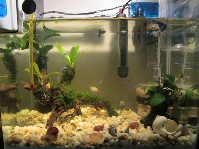 魚缸水白渾可自行恢復嗎（魚缸水白渾可自行恢復嗎,）