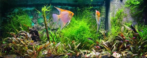 好魚缸多久換一次水合適呢視頻（如何判斷魚缸水質好壞魚缸換水前后注意事項不同季節魚缸換水技巧）