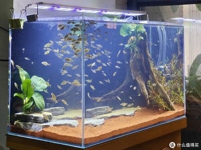 低成本魚缸改造方法是使用瓷磚粘貼而成的魚缸水質(zhì)管理技巧：低成本的魚缸改造方法
