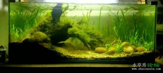 低成本魚缸改造方法是使用瓷磚粘貼而成的魚缸水質(zhì)管理技巧：低成本的魚缸改造方法