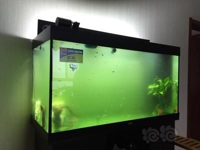 魚缸要幾天換一次水（魚缸換水的頻率一般多久換一次？）