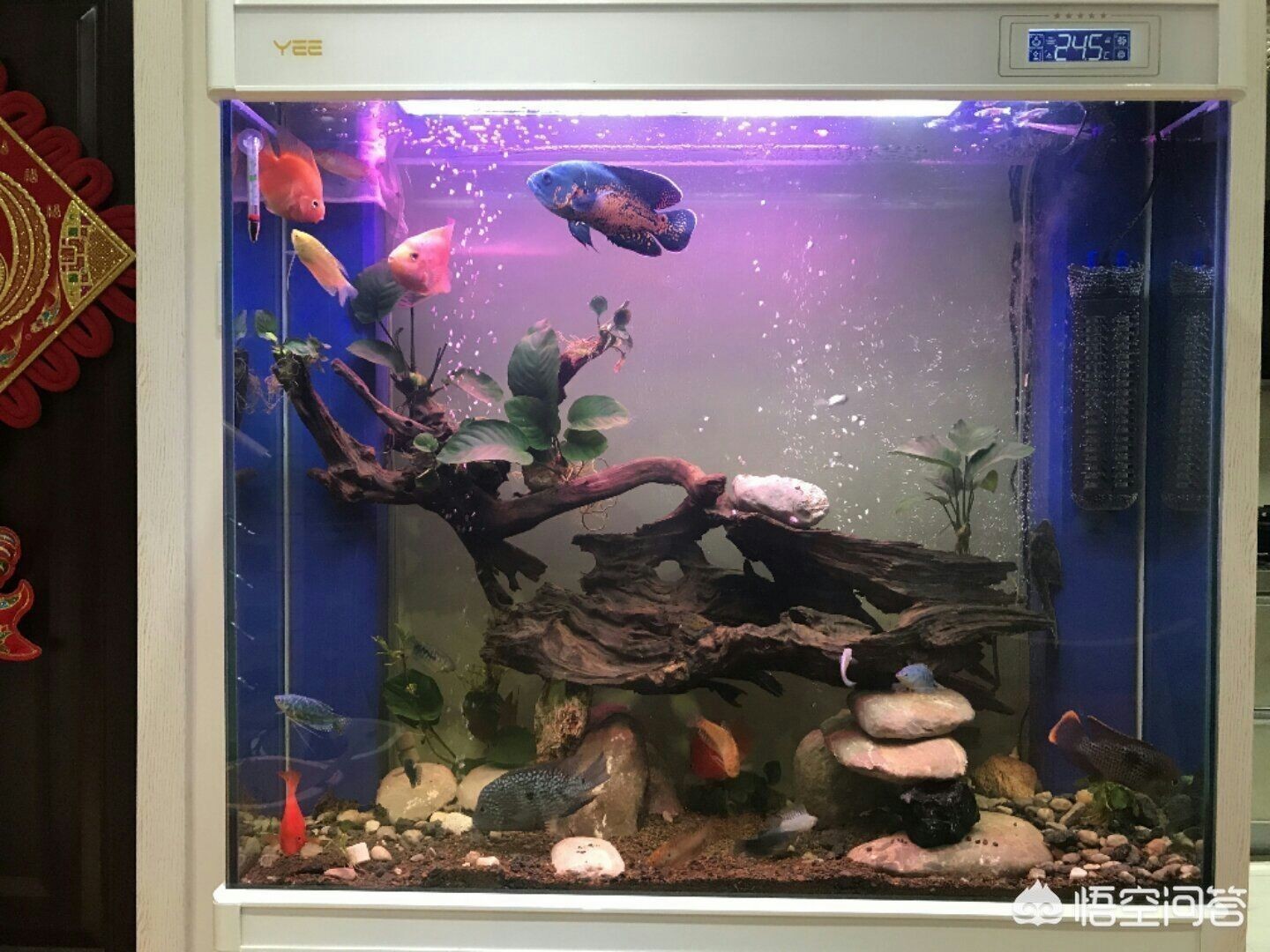 魚缸要幾天換一次水（魚缸換水的頻率一般多久換一次？）