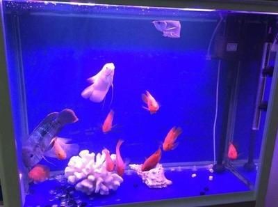 魚缸保溫材料效果比較：不同保溫材料對(duì)觀賞效果的影響