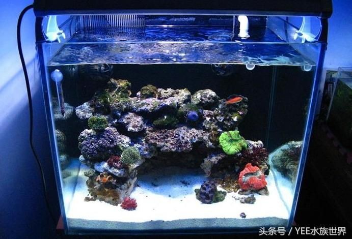 魚缸能用十年嗎（魚缸的使用壽命與多種因素有關）